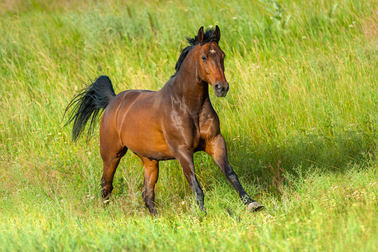 Bay stallion run gallop in green meadow