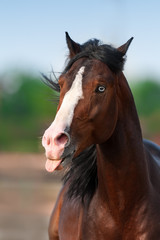 Fototapeta na wymiar Beautiful bay horse with blue eye at spring day