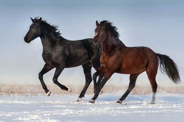Fototapeta na wymiar Two horse run fast in snow field