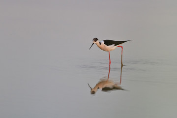 black winged stilt