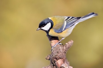 Parus major, Blue tit . Wildlife  titmouse sitting on a twig.  Europe, country Slovakia.