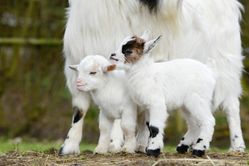 white goats and goat kid  on straw