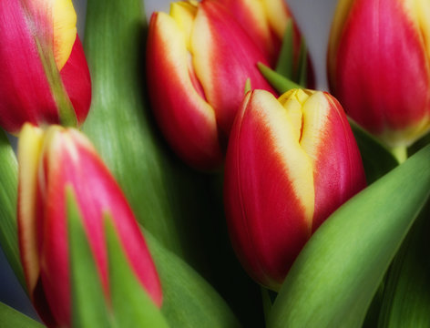 Close up image of red and yellow tulips.