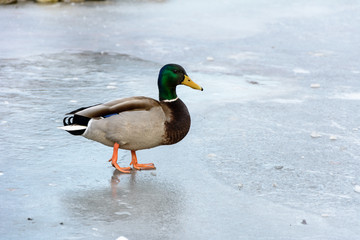 Ente läuft auf dem gefrorenen See - Teich auf dem Eis