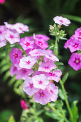 Fototapeta na wymiar Pink phlox in the summer flowerbed 