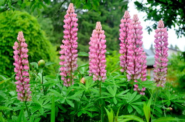 Pink flowers lupine