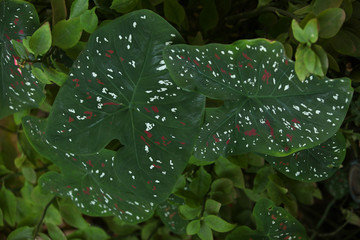 zielone liście w białe i czerwone plamki - obrazy, fototapety, plakaty
