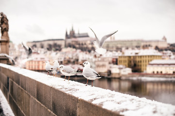 Naklejka premium Famous seagulls flying around Charles Bridge over Vltava river in winter in Prague.