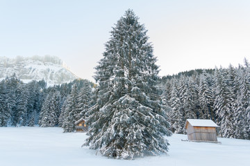 big pine tree in winter