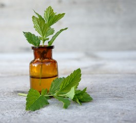 Melisse, Melissa officinalis, Heilpflanze