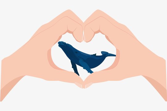 Blue Whale illustration
