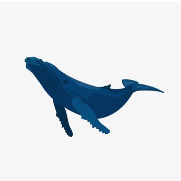 Blue Whale illustration