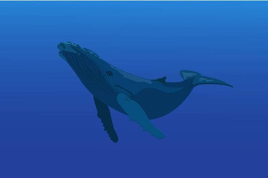 Blue Whale illustration