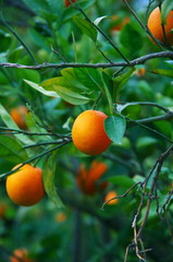 Orangenernte in Tunesien