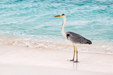 Heron bird standing at sand coast. Maldives
