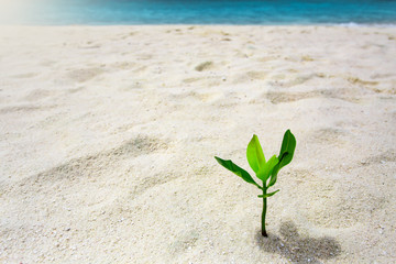 Green sprout growing out from sand at tropical island