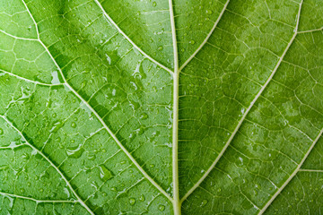 leaf texture