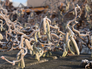 Frozen catkins
