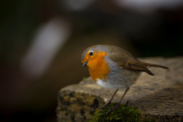 Robin
