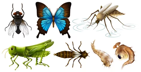 Fotobehang Vlinders Verschillende soorten insecten