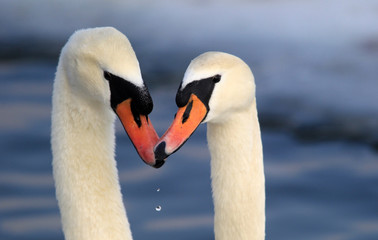 Pair of swans in love floating on the River Danube at Zemun in the Belgrade Serbia.  