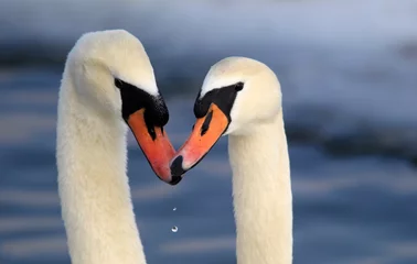 Tableaux sur verre Cygne Pair of swans in love floating on the River Danube at Zemun in the Belgrade Serbia.  