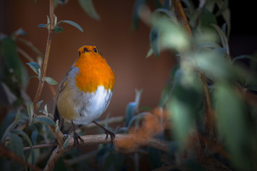 Robin
