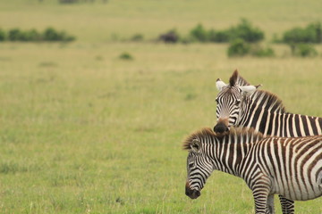 Two  Zebras in Kenya