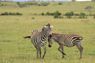 Fototapeta na wymiar Two Zebras in Kenya