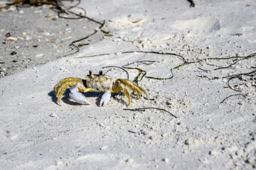 White crab