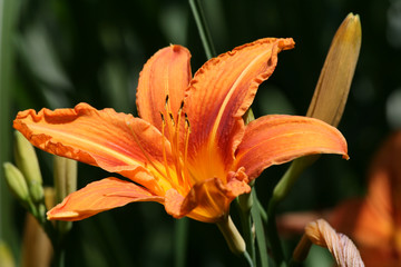 Obraz premium Taglilien