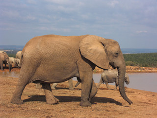 Elephants at the water pool
