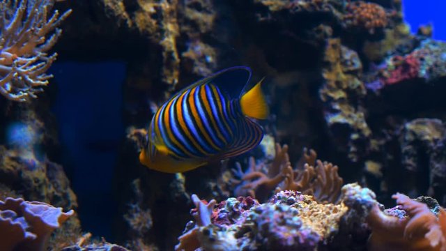 Exotic tropical fish Regal Angelfish or Pygoplites Diacanthus in blue water of the aquarium against the backdrop of multicolored corals. Shot in motion. Shallow depth of field