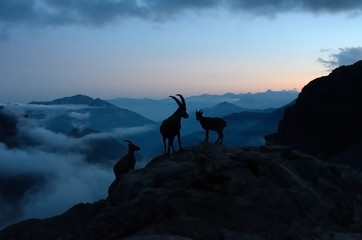 Herd of Capra ibex at dusk, Aosta Valley, Italy - obrazy, fototapety, plakaty