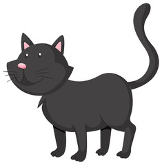 Black cat standing on four legs