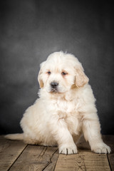 Cute Golden Retriever puppy