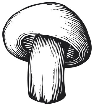 champignon mushroom - vintage engraved vector illustration (hand drawn style)