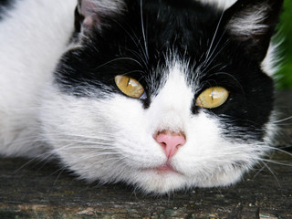  black and white cat