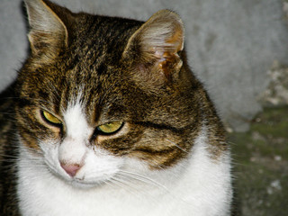 Cat with yellow eyes