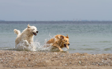 Golden Retriever, Meer, Spaß, Schwimmen