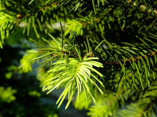 pine branches