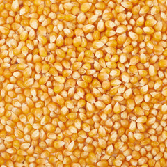 Surface coated with corn kernels