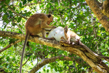 Sri-Lankan toque macaque