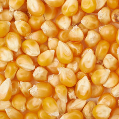 Surface coated with corn kernels