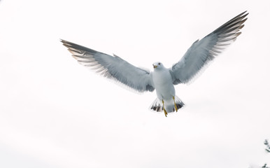 Bird Flying in the sky 