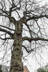 Oak tree in winter that has been reduced on one side by a tree surgeon to stop over hanging branches. The branches that have been cut can be seen the trunk and major branches to the the sides.