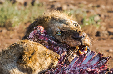Lions Feeding On Buffalo Carcass