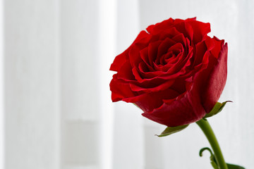 Red rose for Valentine