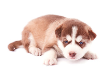 Obraz premium Brown husky puppy with blue eyes, isolated on white background
