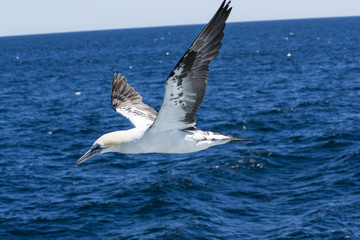 flight bird